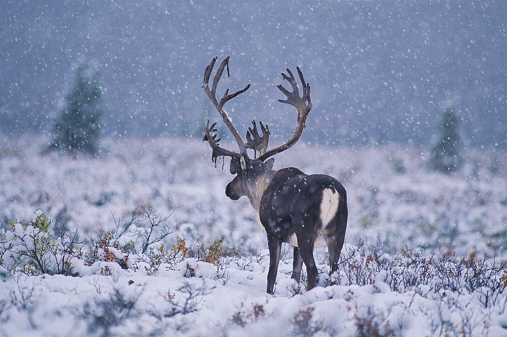 Caribou, a deer species that lives in the northern regions of Europe, North America, Asia and Greenland. /CFP
