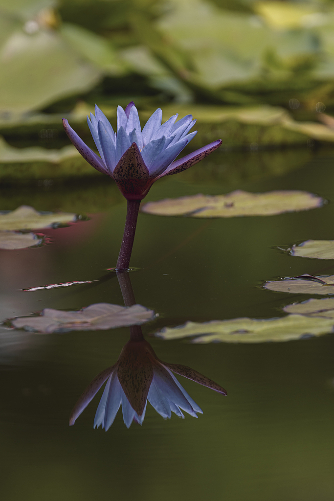 A photo taken on October 4, 2023 shows a view of the blossom of water lilies at the China National Botanical Garden in Beijing. /VCG