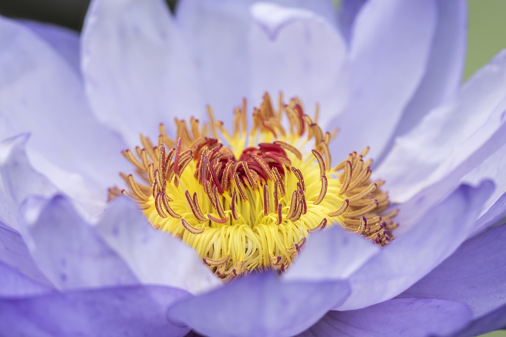 A photo taken on October 4, 2023 shows a view of the blossom of water lilies at the China National Botanical Garden in Beijing. /VCG