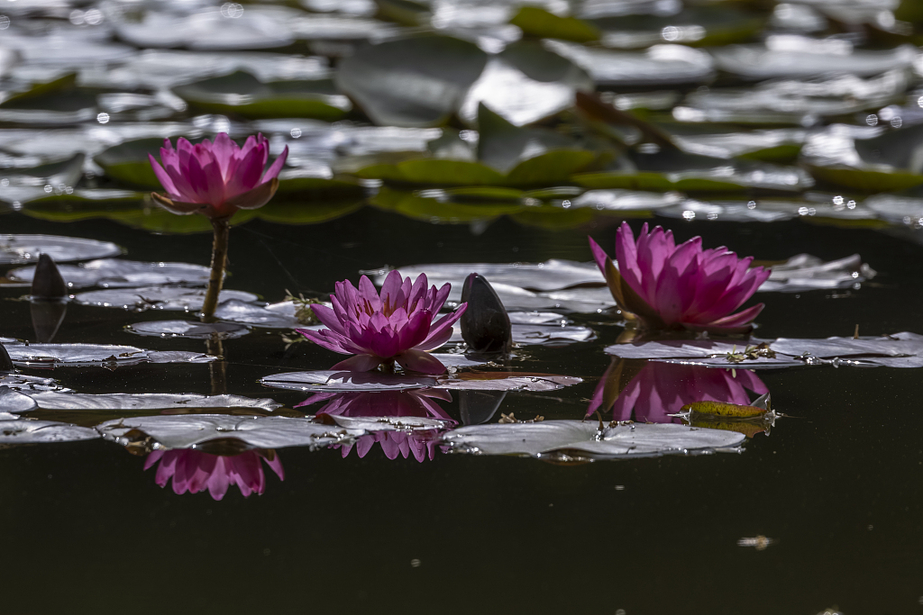 A photo taken on October 4, 2023 shows a view of the blossom of water lilies at the China National Botanical Garden in Beijing. /VCG