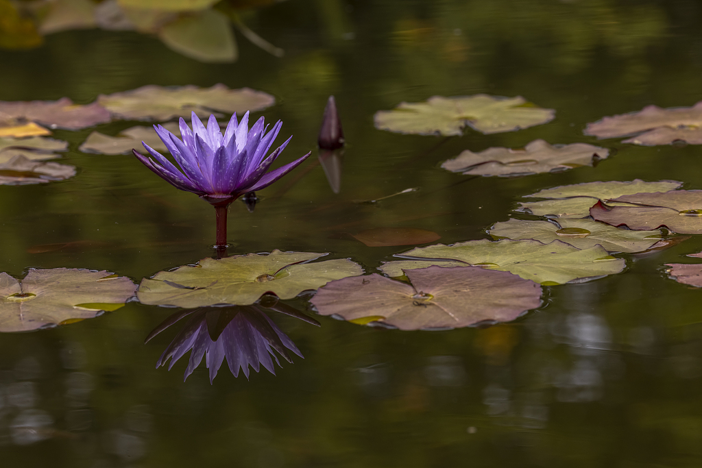 A photo taken on October 4, 2023 shows a view of the blossom of water lilies at the China National Botanical Garden in Beijing. /VCG