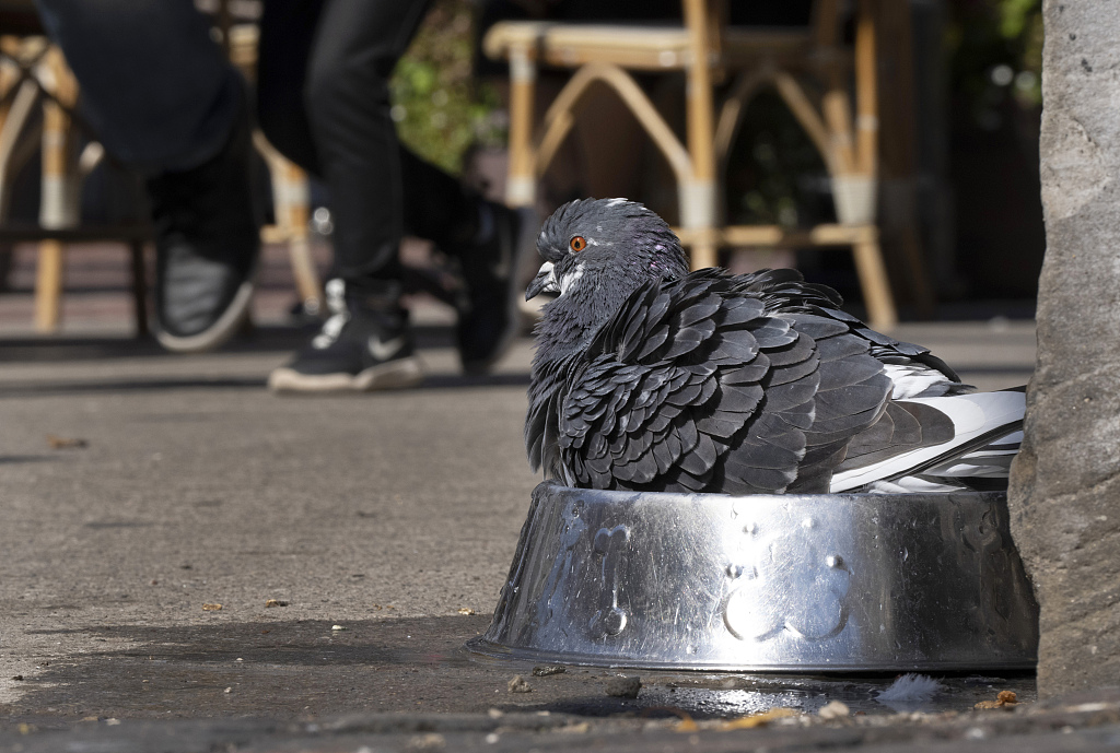 A pigeon takes a shower in a dog water bowl amid record temperatures in Toronto, Canada, October 3, 2023. /CFP