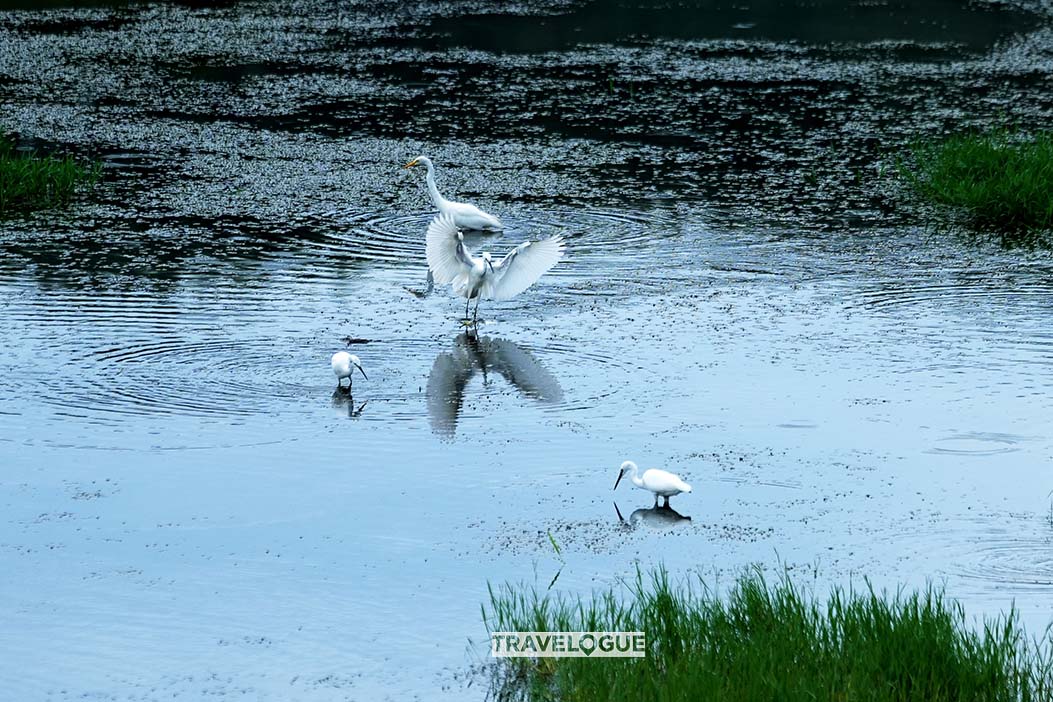 Egrets glide over the river in Huzhou, east China's Zhejiang Province. /CGTN