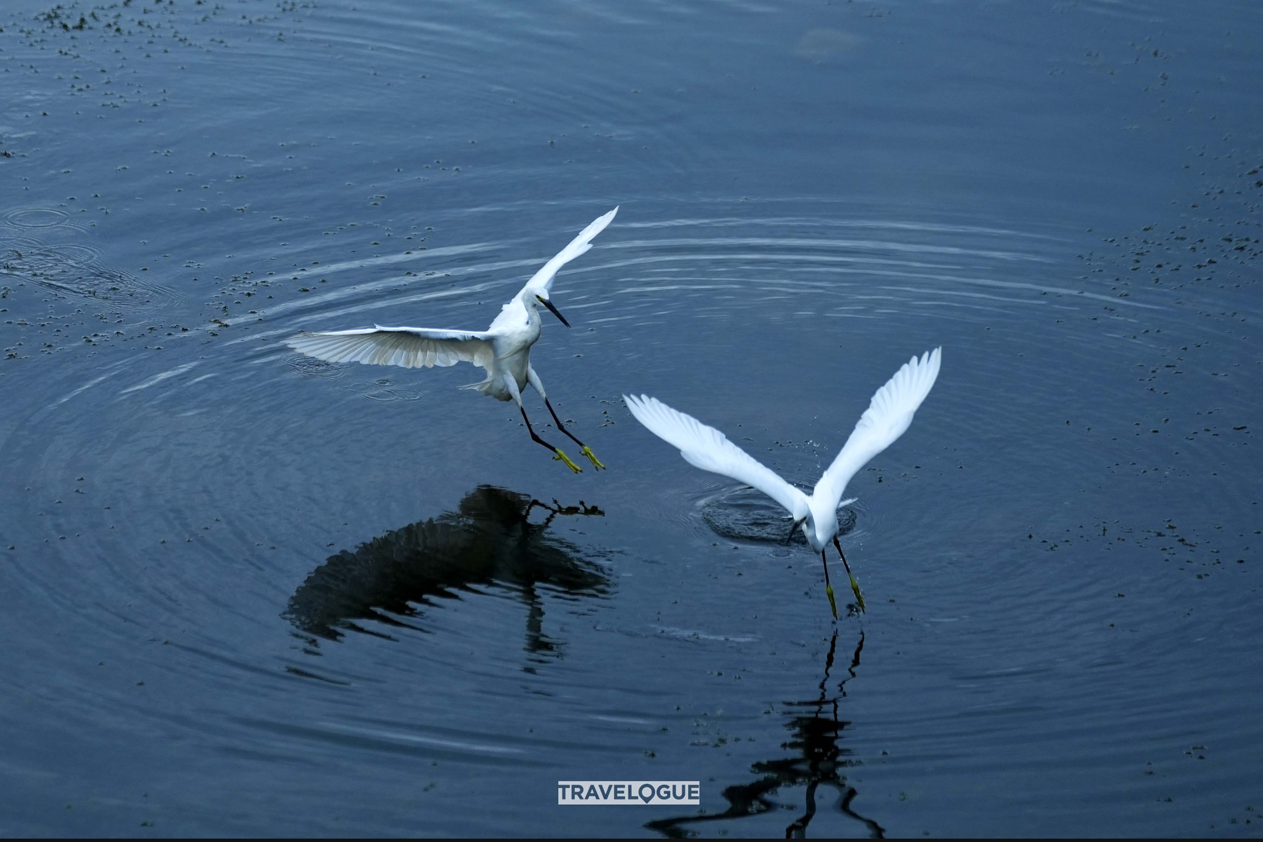 Egrets glide over the river in Huzhou, east China's Zhejiang Province. /CGTN