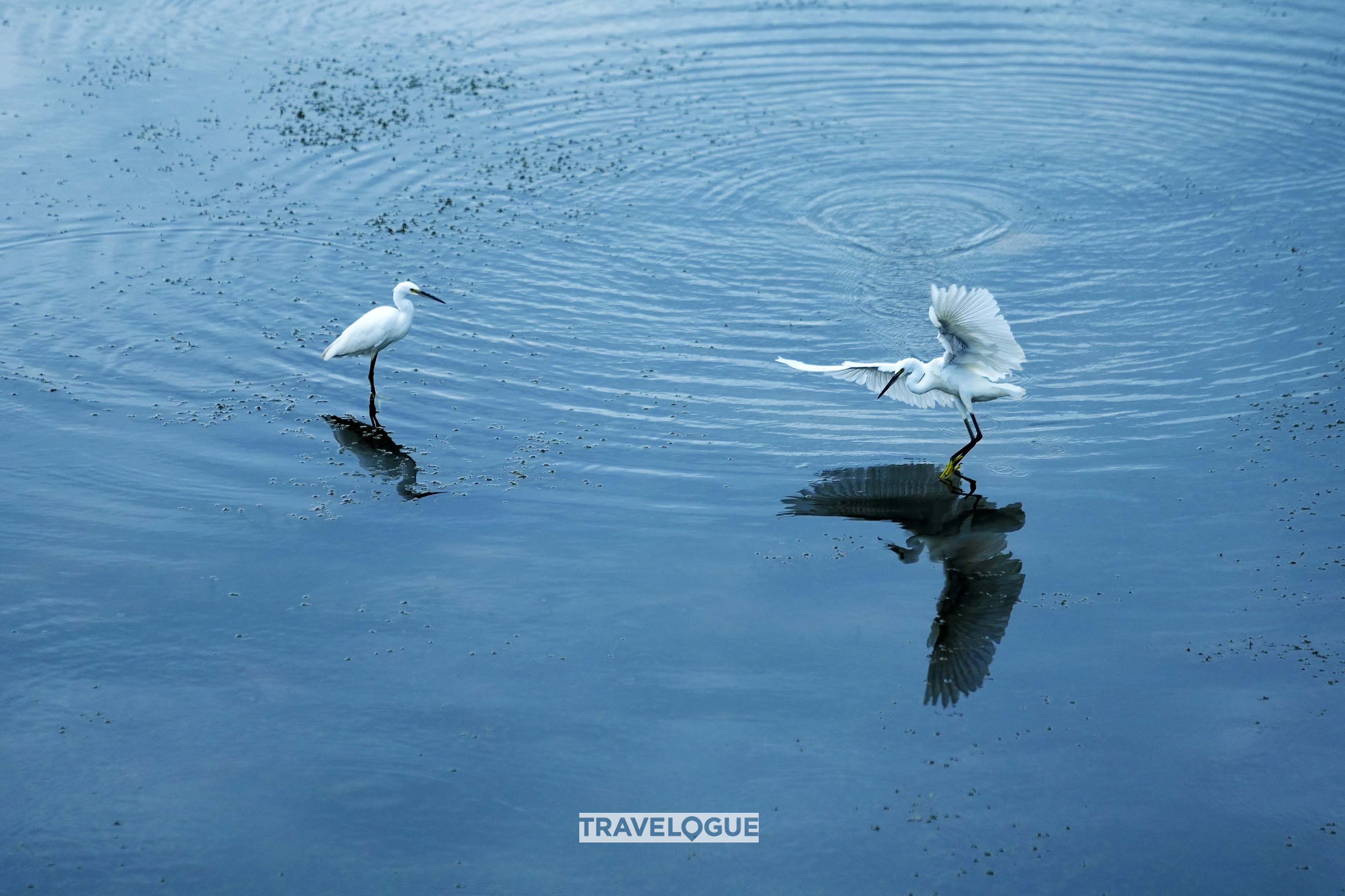 Egrets glide over the river in Huzhou, east China's Zhejiang Province. /CGTN