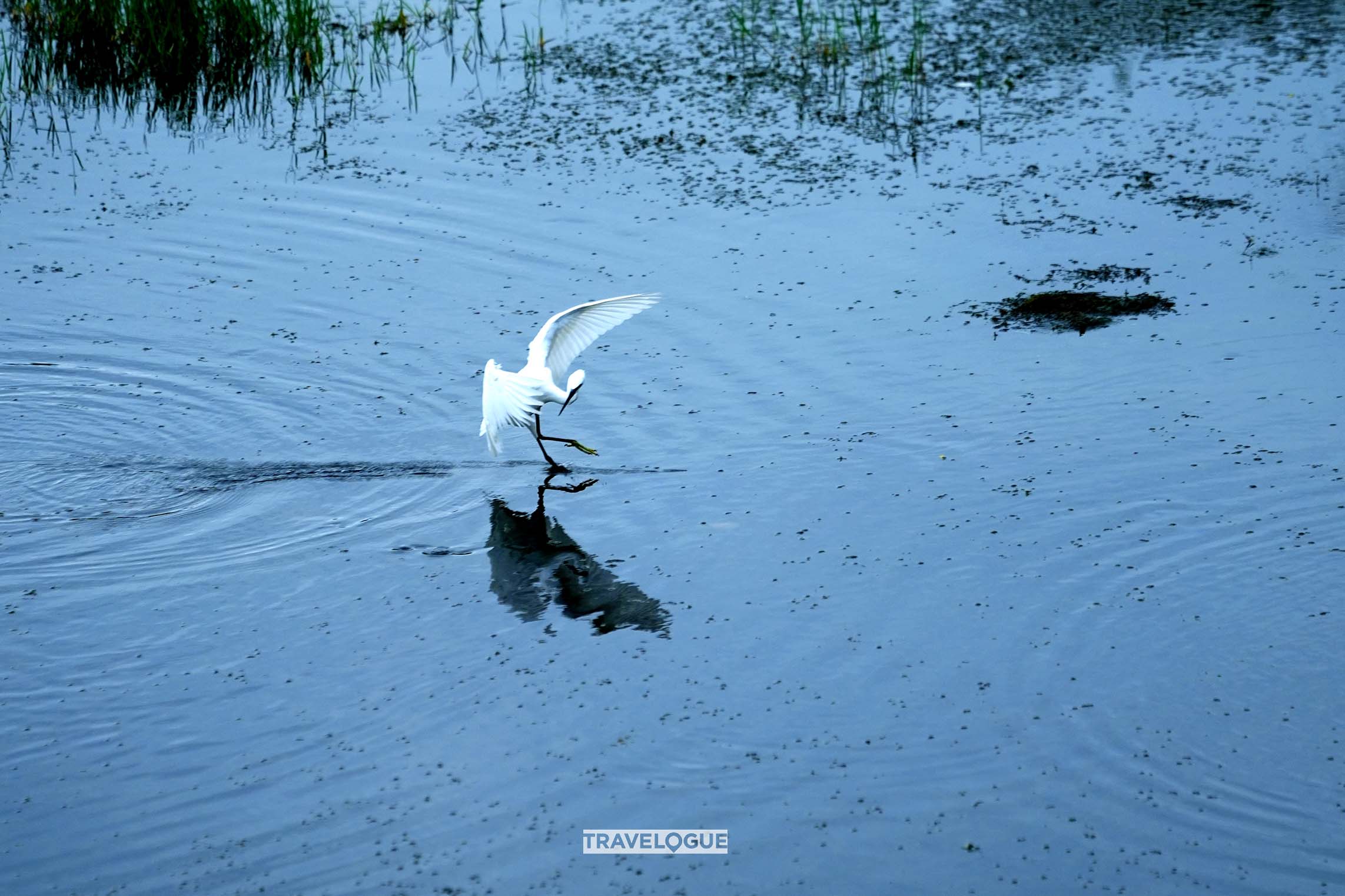 Egrets glide over the river in Huzhou, east China's Zhejiang Province. /CGTN