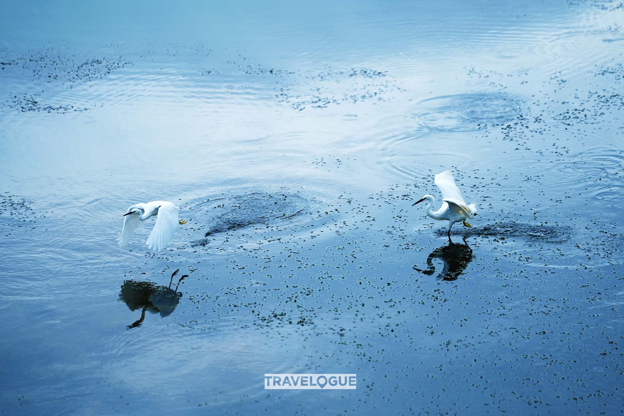 Egrets glide over the river in Huzhou, east China's Zhejiang Province. /CGTN