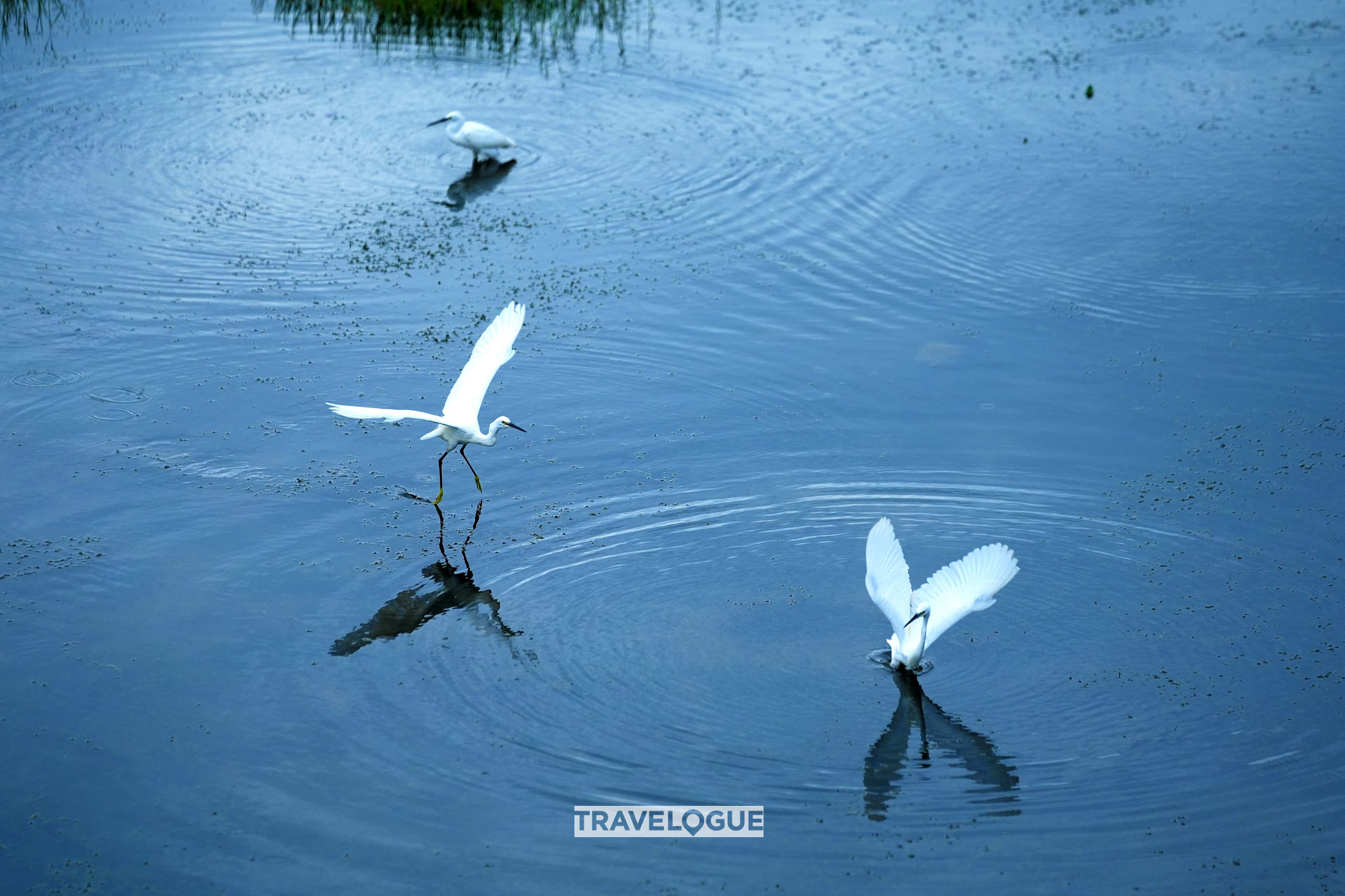 Egrets glide over the river in Huzhou, east China's Zhejiang Province. /CGTN