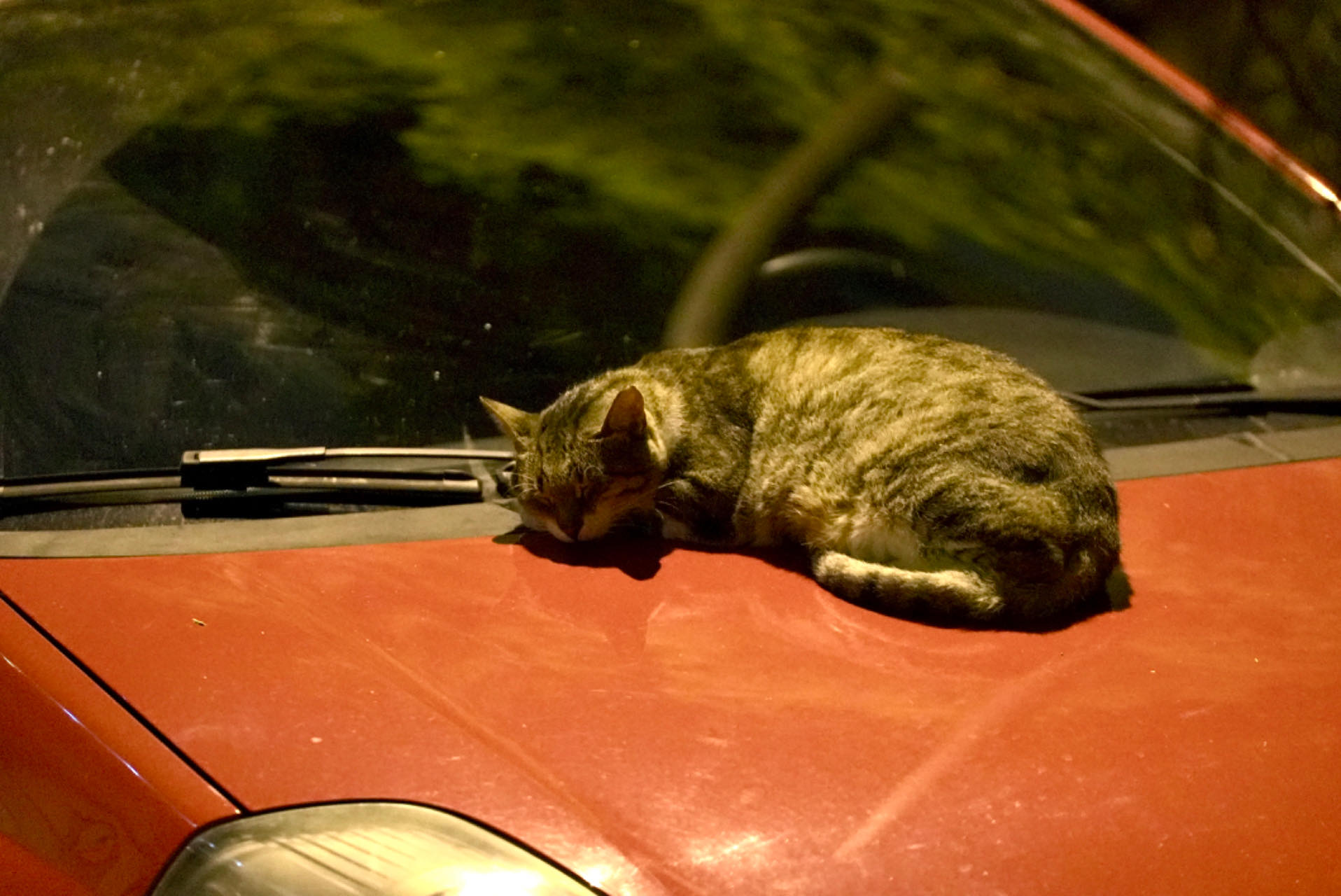A cat curls up on the bonnet of a car in the vicinity of the Acropolis of Athens in Athens, Greece. /CGTN
