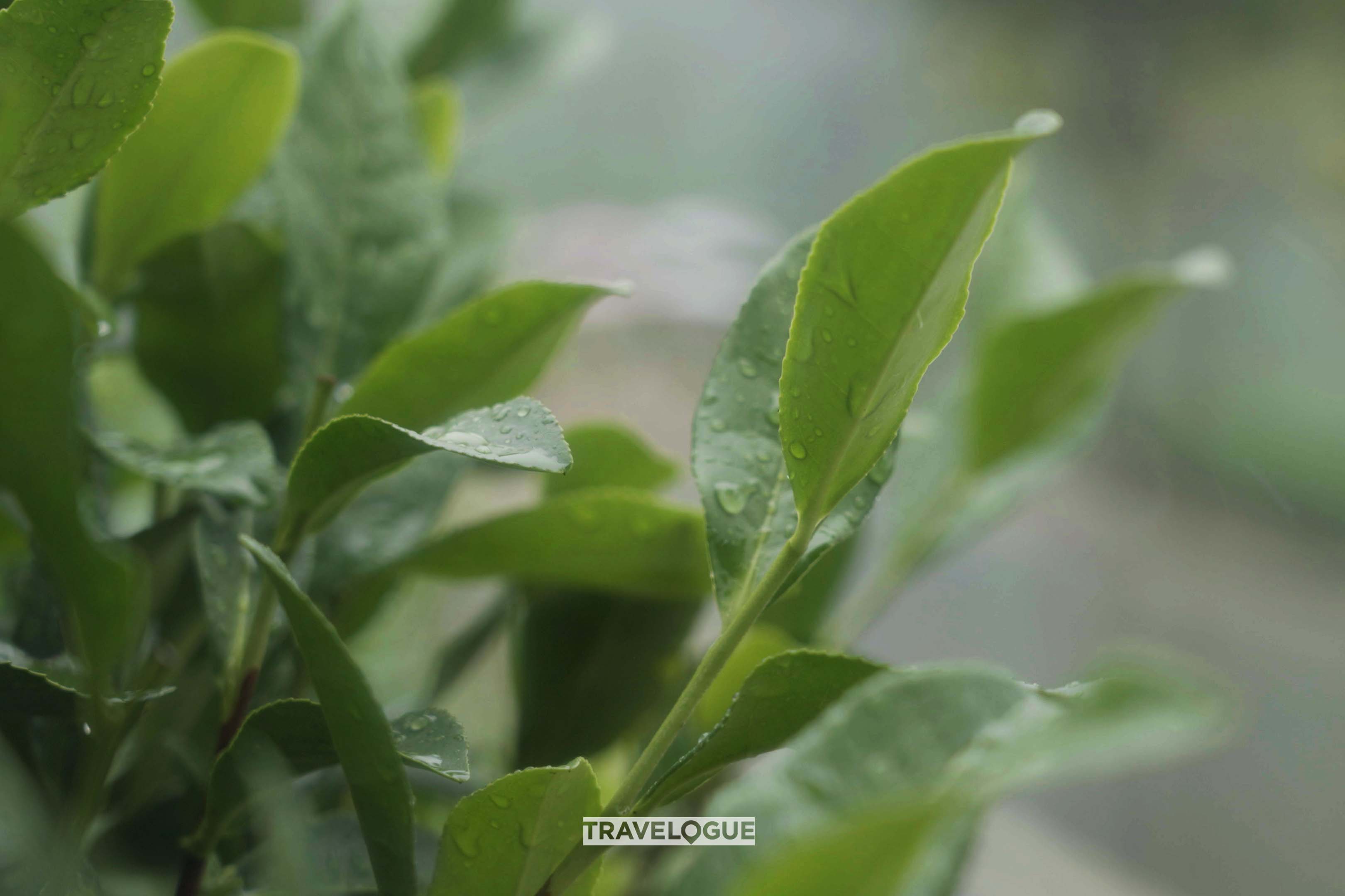 Fresh tea leaves in Anji, Zhejiang Province /CGTN