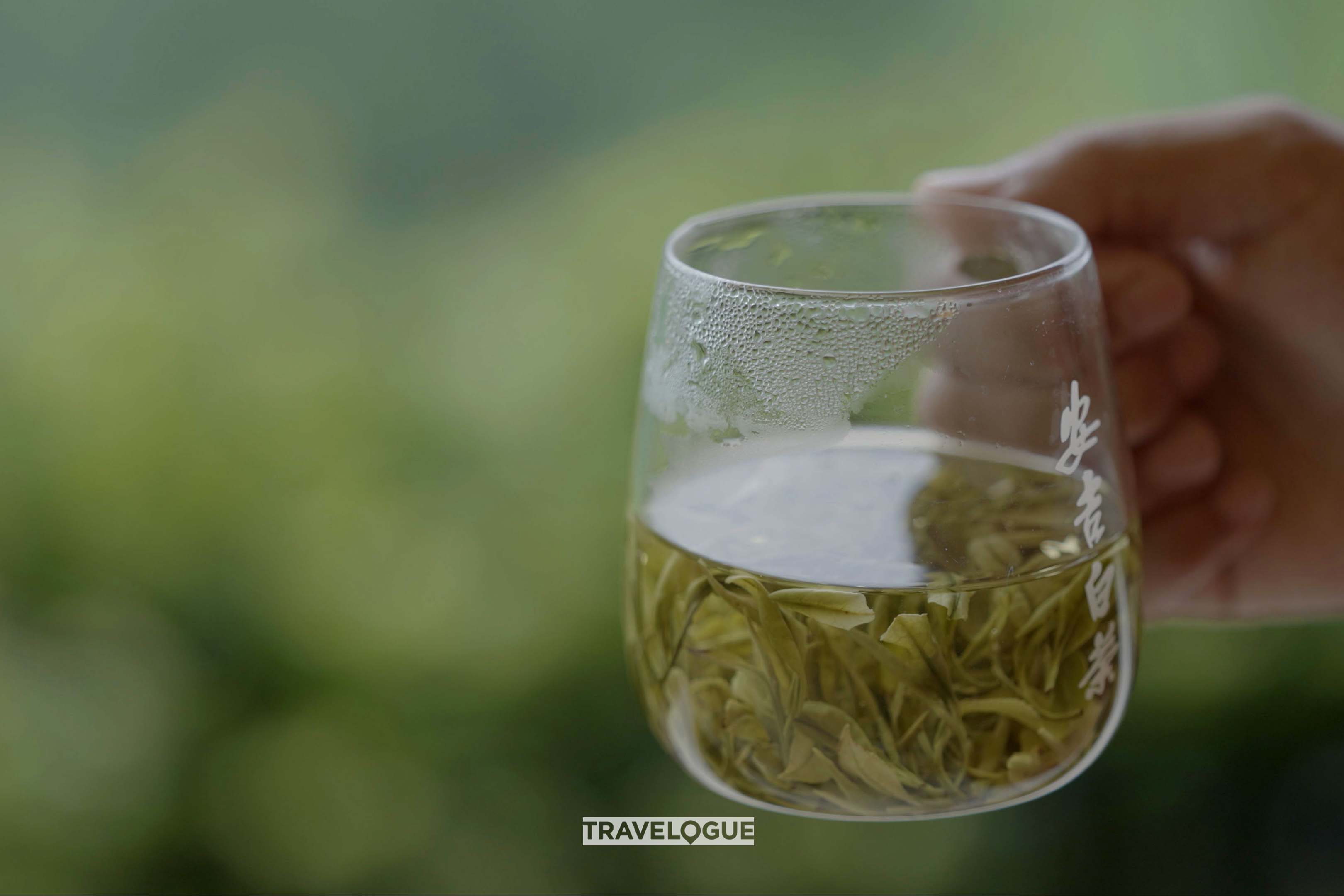 A cup of freshly-brewed Anji white tea /CGTN