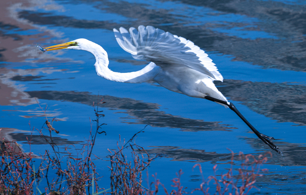 A migratory bird is photographed in Shenyang, northeast China's Liaoning Province, October 6, 2023. /CFP