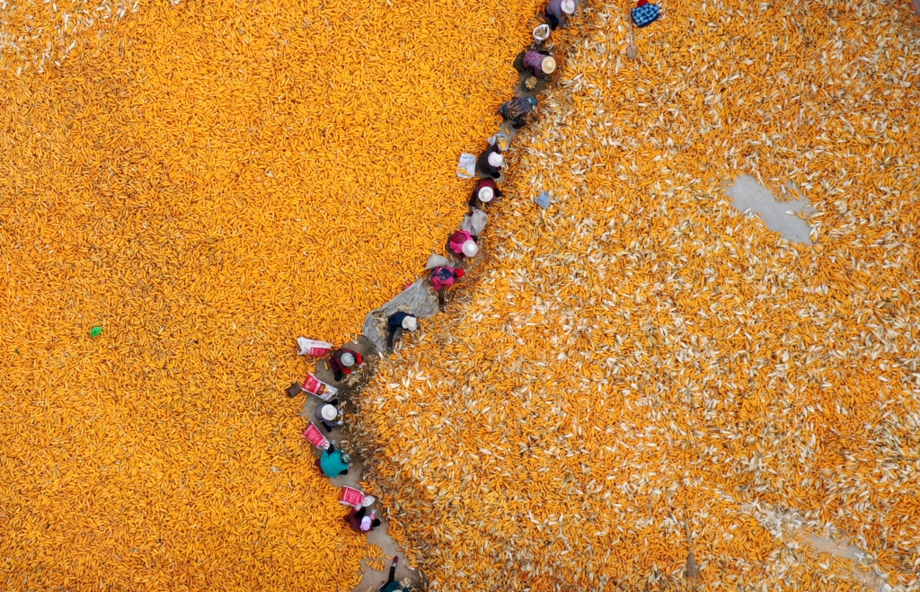 An aerial view of a corn harvest scene at a village in Shijiazhuang, north China's Hebei Province, is photographed on October 6, 2023./ CFP