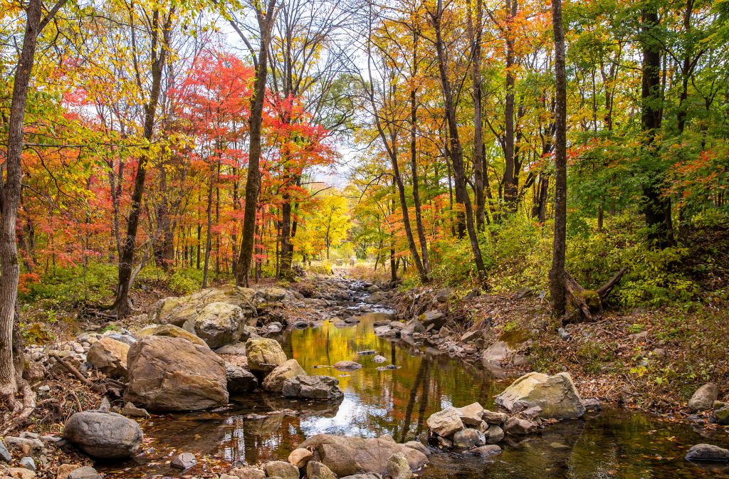 A seasonal landscape of a forest in Jilin City, northeast China's Jilin Province, is photographed on October 6, 2023. /CFP