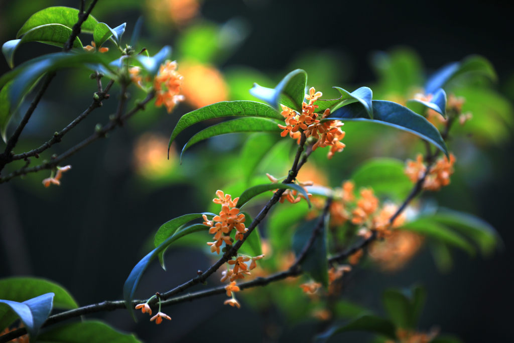 Osmanthus flowers are photographed in bloom at a garden in Huai'an, east China's Jiangsu Province, October 5, 2023. /CFP