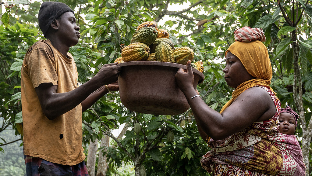 Workers collect cocoa pods cut from trees on a farm in Azaguie, Ivory Coast, November 18, 2022. /CFP
