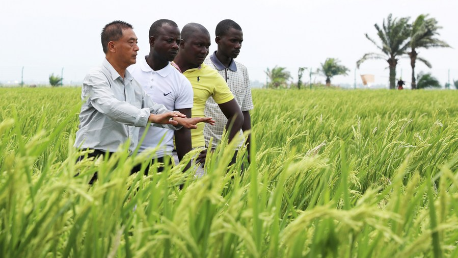 A Chinese rice expert instructs farmers in a hybrid rice field in Kihanga, Bubanza Province, Burundi, October 29, 2022. /Xinhua
