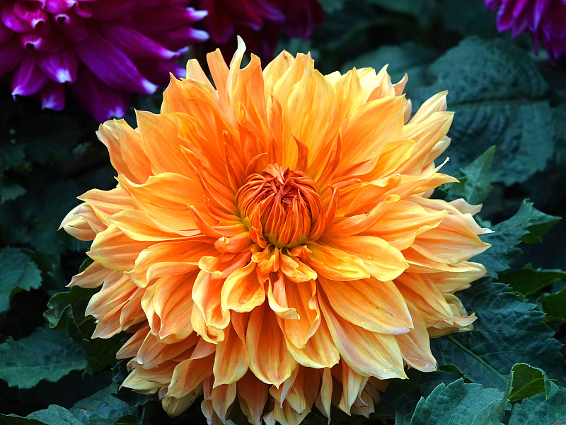 A blossoming chrysanthemum is captured at Taoranting Park in Beijing, October 8, 2023. /CFP