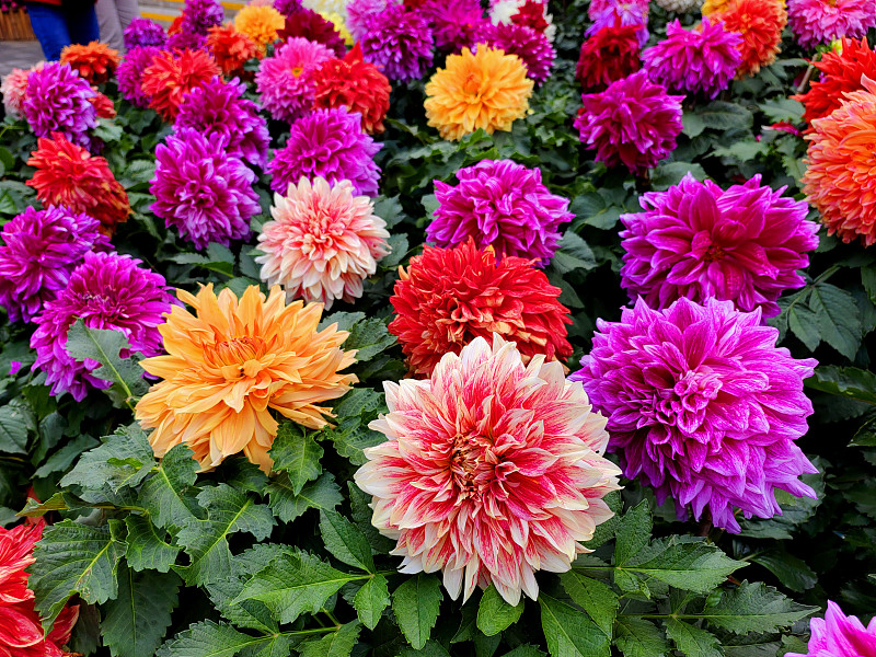 Chrysanthemums enter the blossoming season at Taoranting Park in Beijing. /CFP