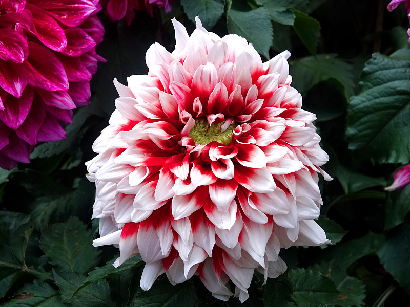 Blossoming chrysanthemums attract locals to visit Taoranting Park in Beijing. /CFP