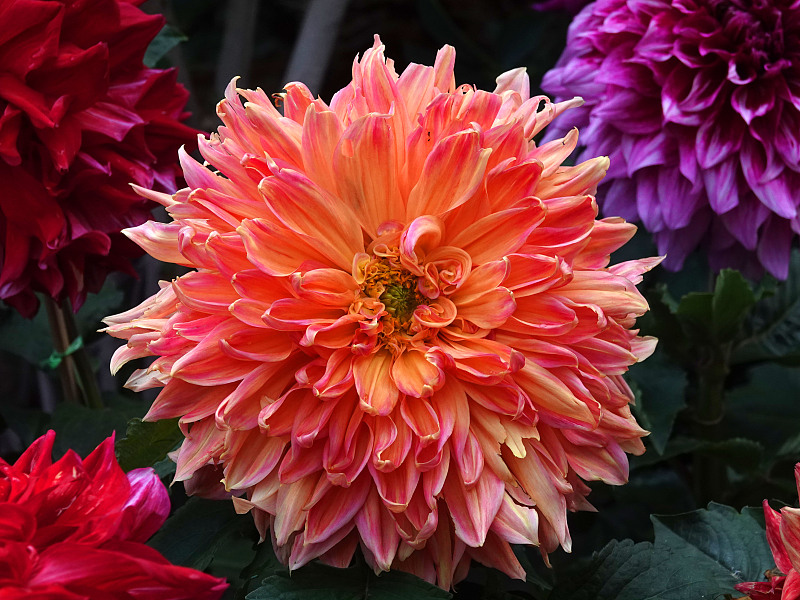 A blossoming chrysanthemum is captured at Taoranting Park in Beijing, October 8, 2023. /CFP