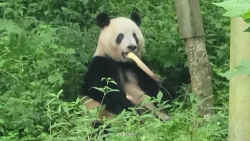 Giant panda Xiang Xiang plays hide-and-seek with breeders - CGTN