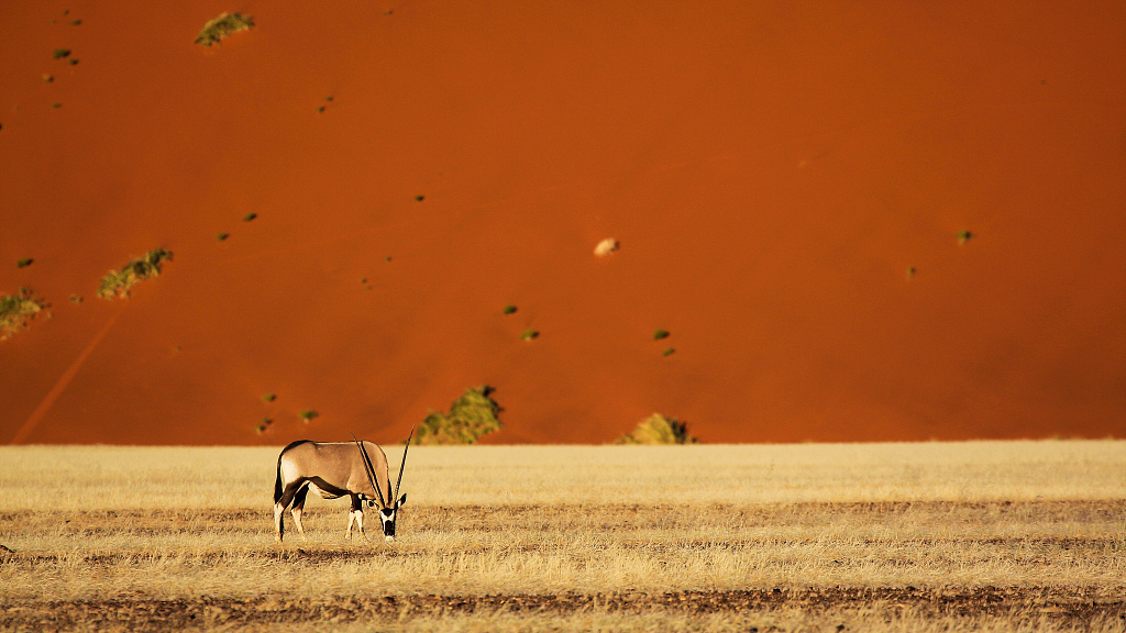 Wildlife in Namibia. /CFP