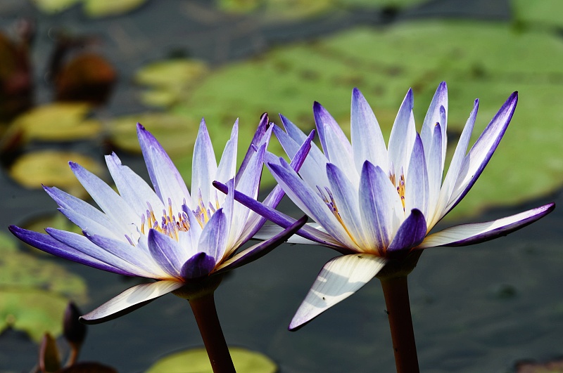 Lotus flowers are seen in full bloom at the West Lake in Hangzhou City, Zhejiang Province, October 11, 2023. /CFP