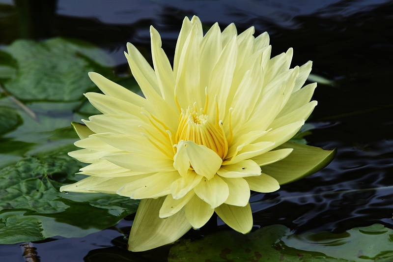 A blooming lotus flower is captured at the West Lake in Hangzhou City, Zhejiang Province, October 11, 2023. /CFP