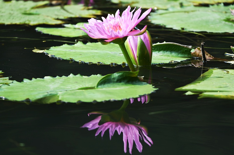 Lotus flowers are seen in full bloom at the West Lake in Hangzhou City, Zhejiang Province, October 11, 2023. /CFP