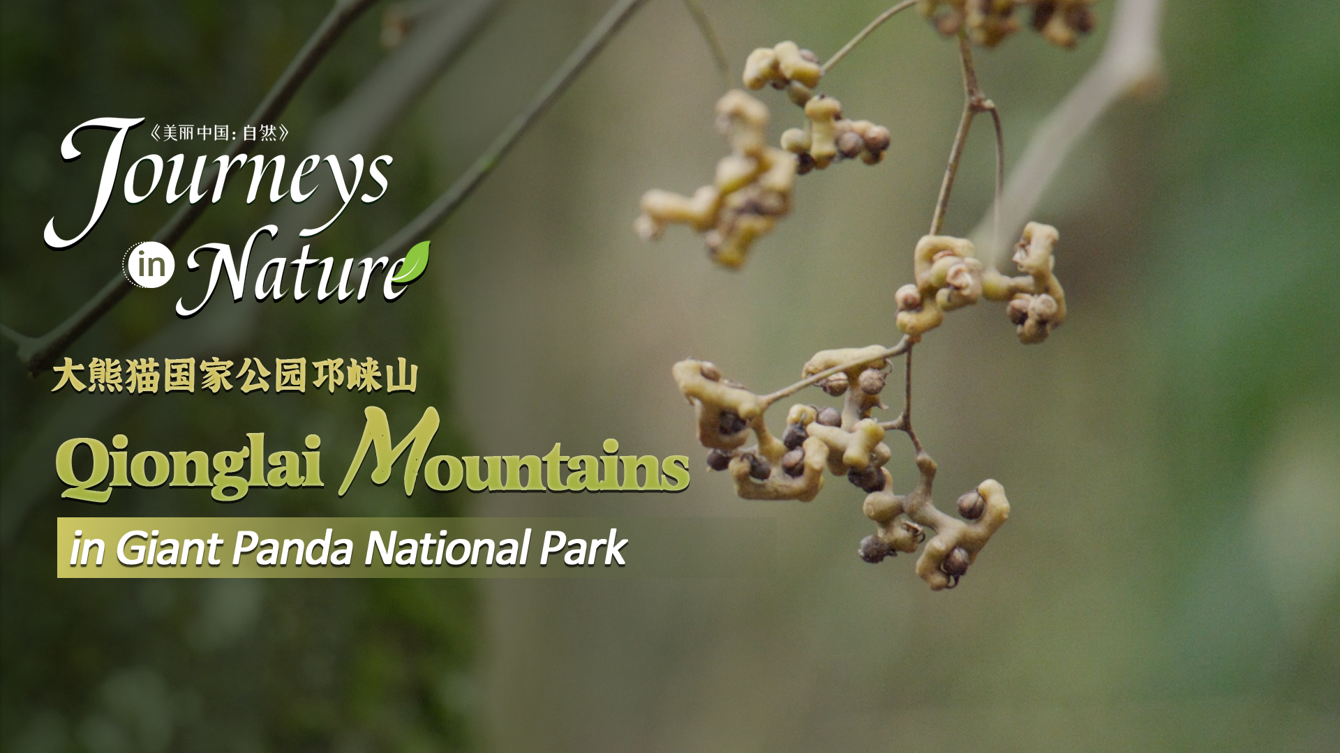 CGTN Nature presents 'Journeys in Nature: Qionglai Mountains Series'