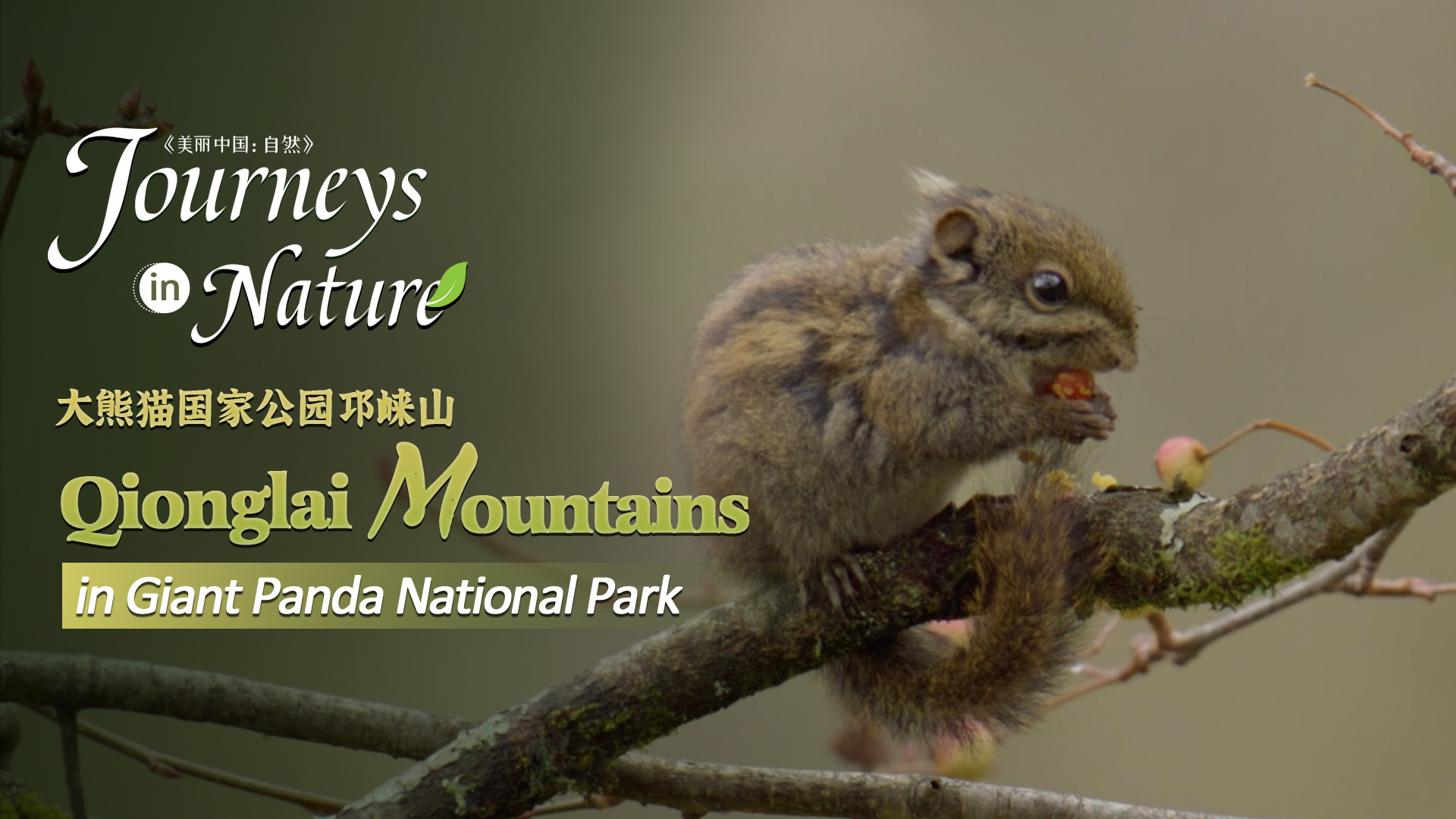 CGTN Nature presents 'Journeys in Nature: Qionglai Mountains Series'