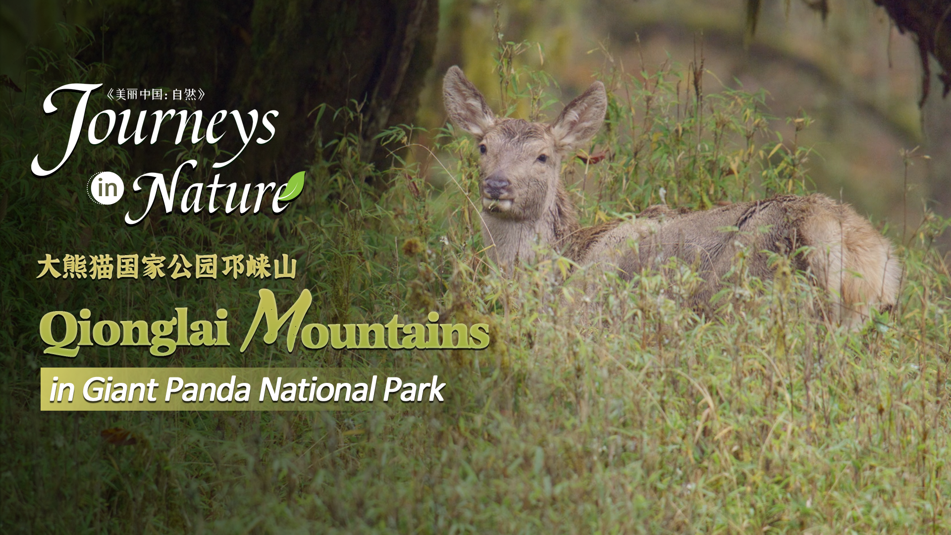 CGTN Nature presents 'Journeys in Nature: Qionglai Mountains Series'