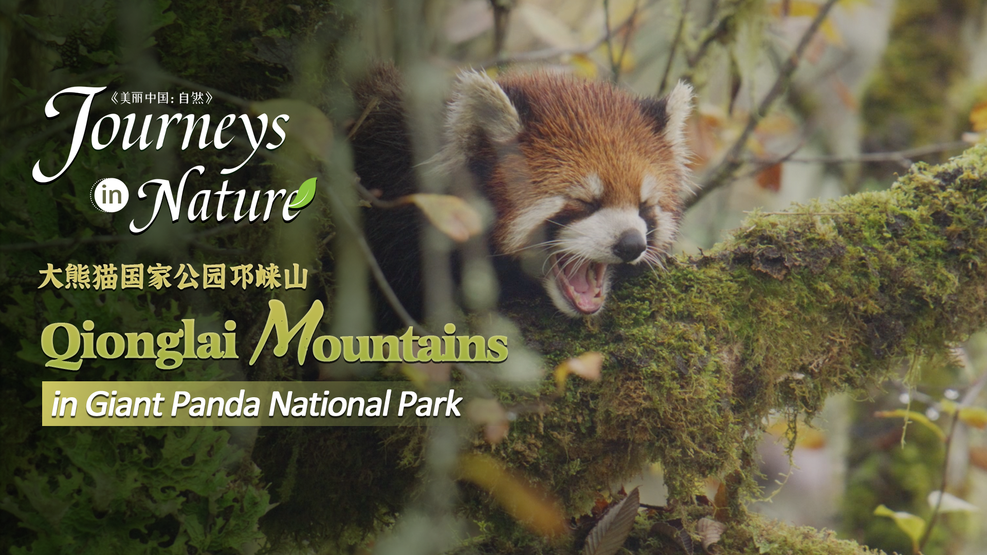 CGTN Nature presents 'Journeys in Nature: Qionglai Mountains Series'