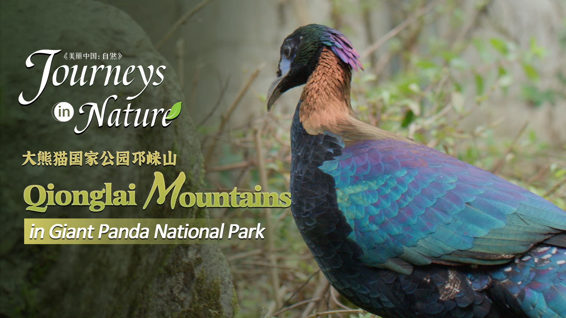 CGTN Nature presents 'Journeys in Nature: Qionglai Mountains Series'