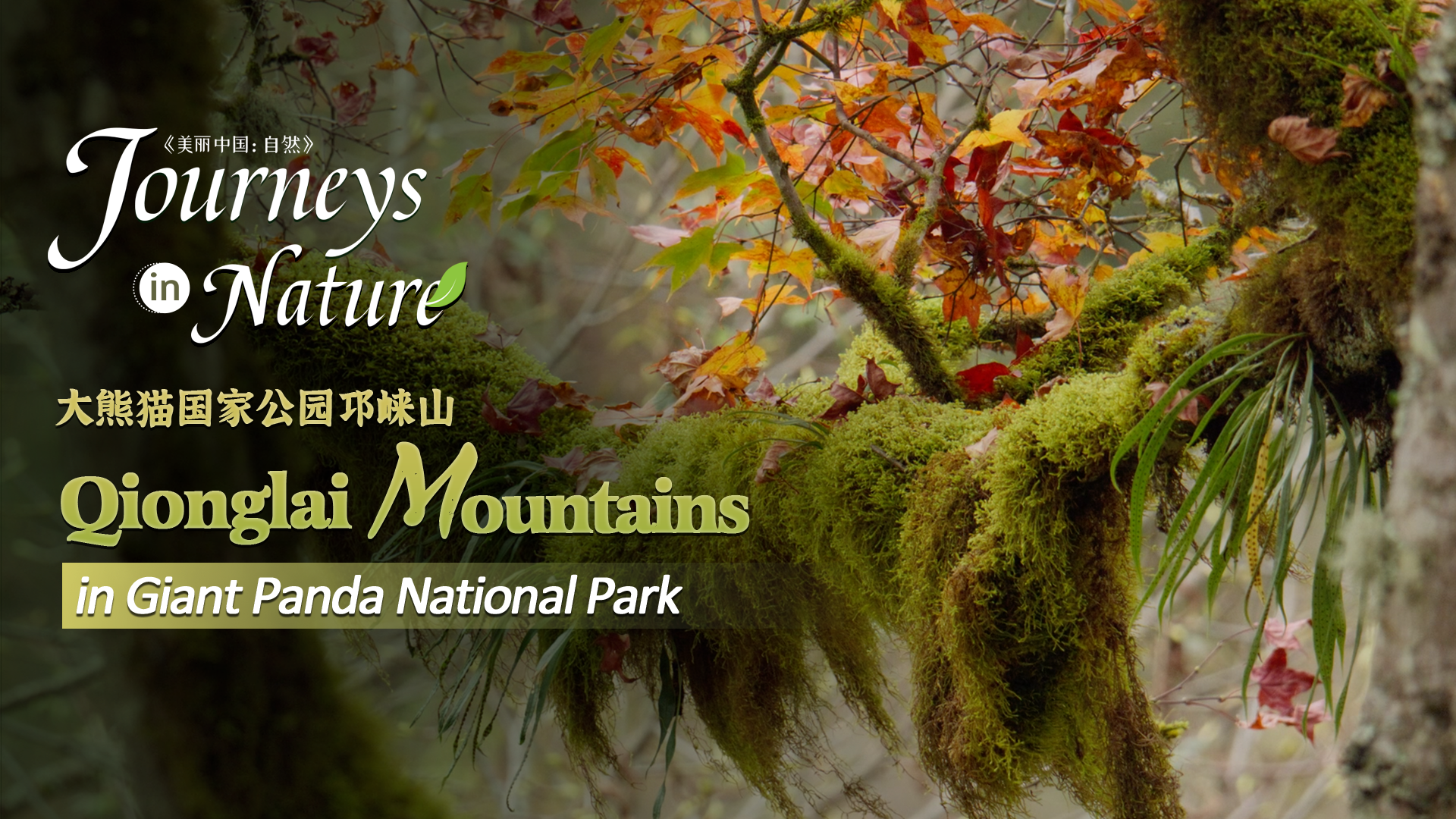 CGTN Nature presents 'Journeys in Nature: Qionglai Mountains Series'