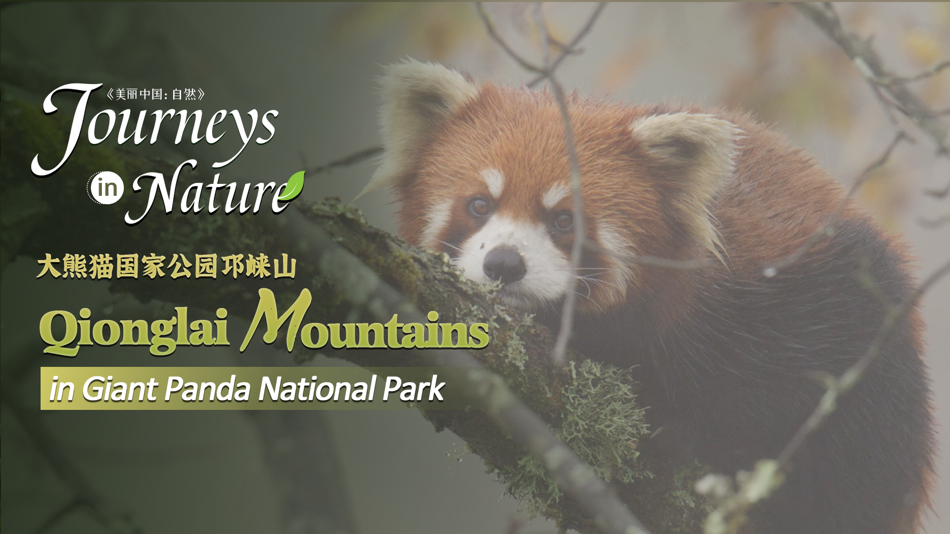 CGTN Nature presents 'Journeys in Nature: Qionglai Mountains Series'