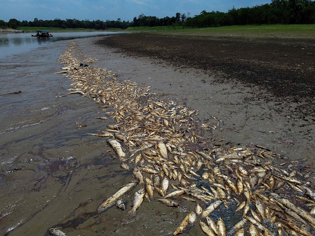 Dead fish due to low volume of water are seen at the Lago do Piranha Sustainable Development Reserve in Manacapuru, Amazonas State, northern Brazil, September 27, 2023. /CFP