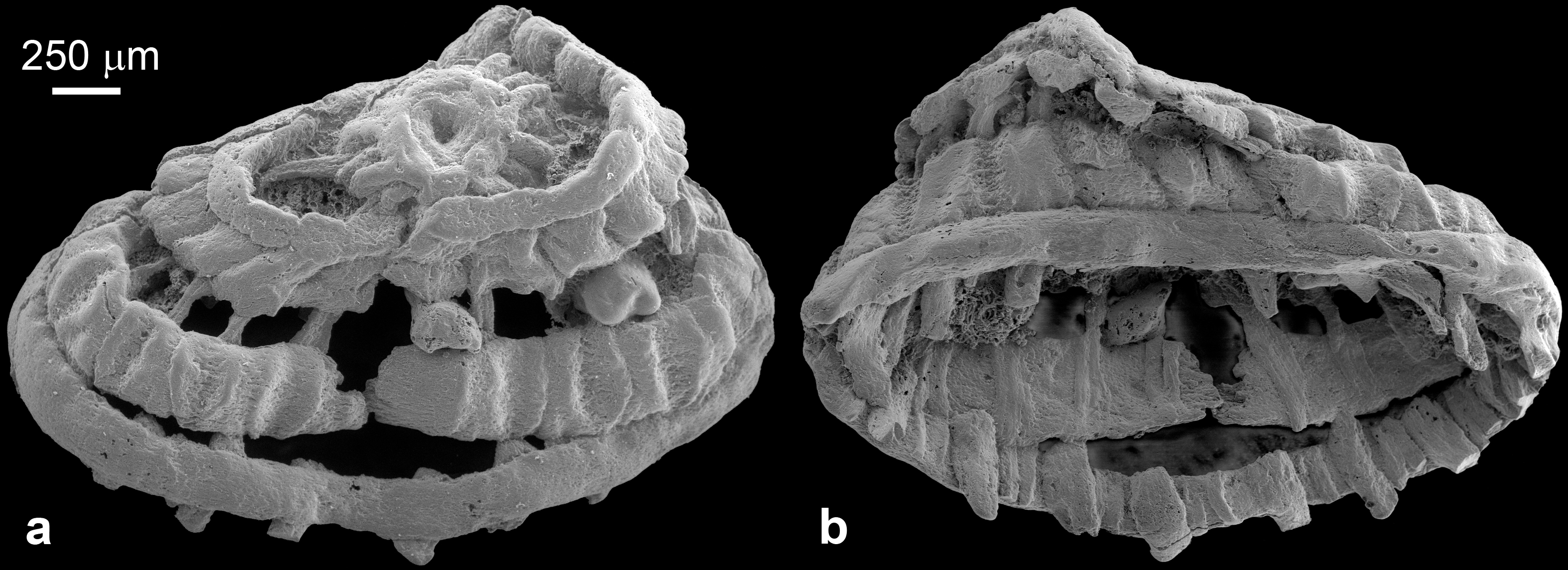 Electron microscope scanned image shows the musculature of the specimen of cycloneuralians. /courtesy of Zhang Huaqiao
