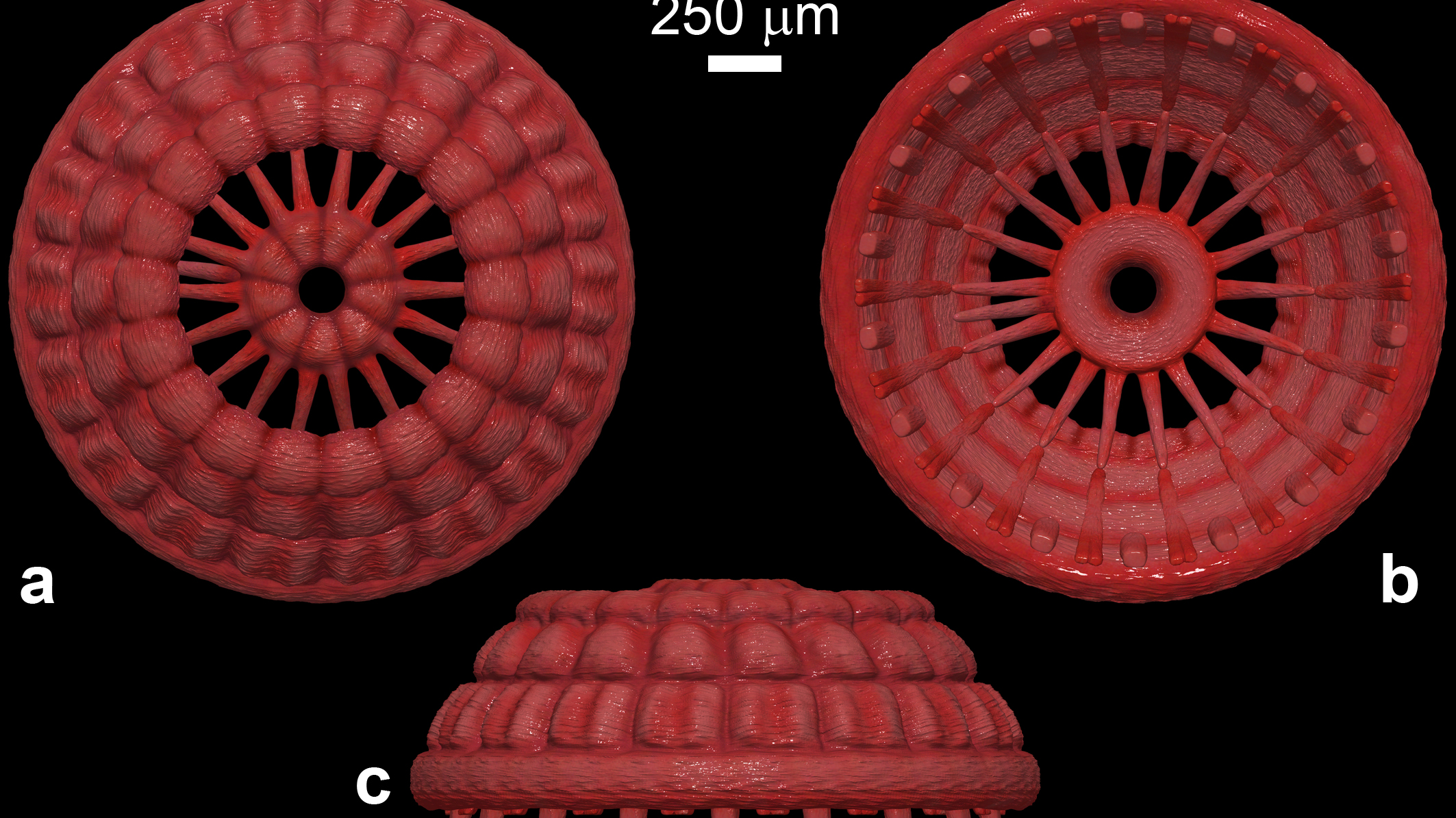 535-million-year-old animal microfossils with muscle found in China