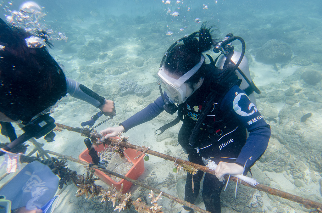 Coral reef planting in Wuzhizhou Island. /CFP