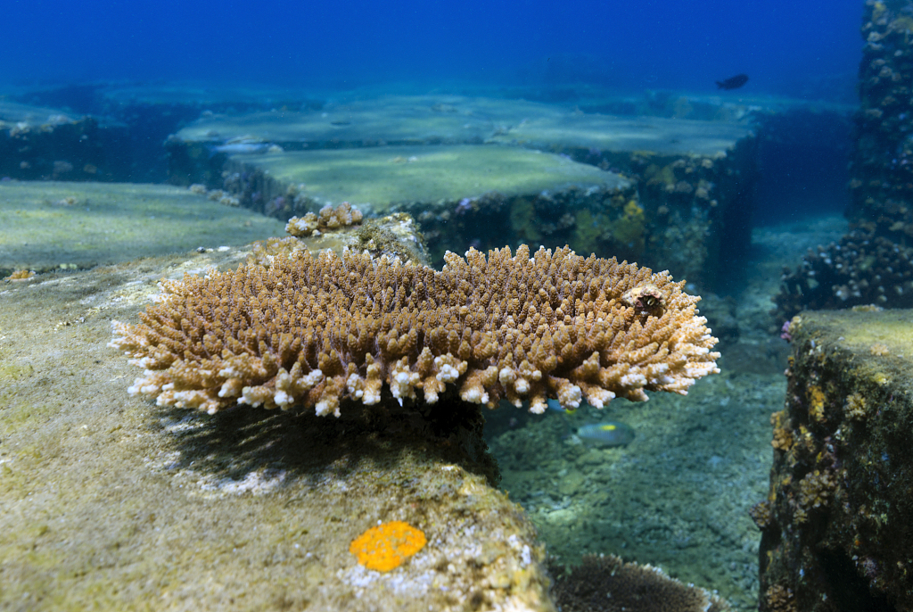 Artificially-bred coral in Hainan Province. /CFP