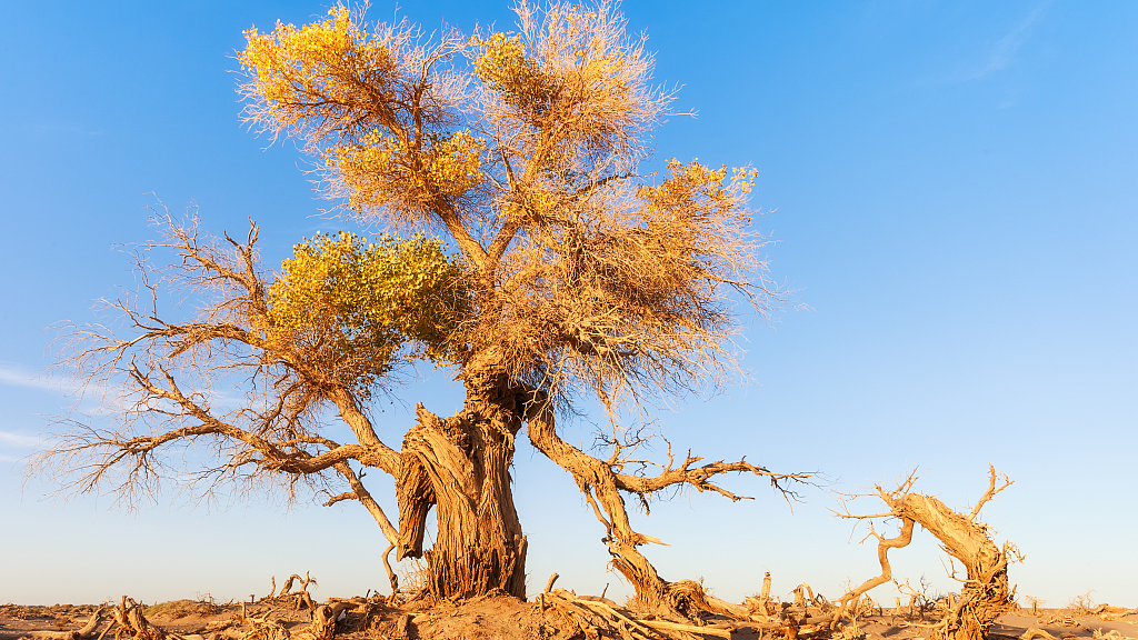 A photo shows a Populus euphratica tree standing in Ejin Banner, north China's Inner Mongolia Autonomous Region. /CFP