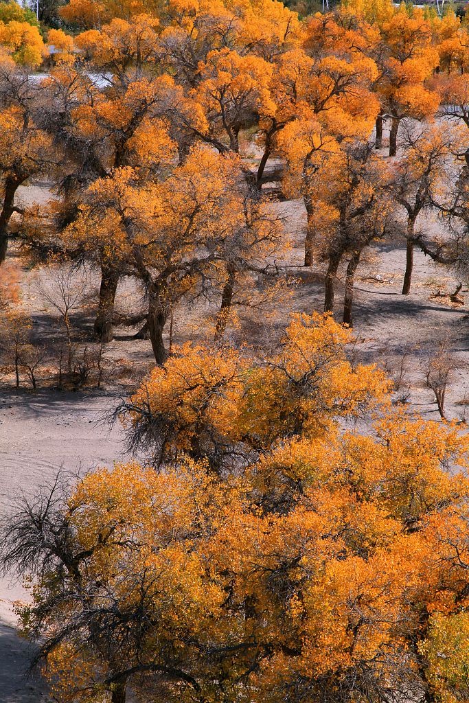 A photo shows an aerial view of the Populus euphratica forest in Ejin Banner, north China's Inner Mongolia Autonomous Region. /CFP