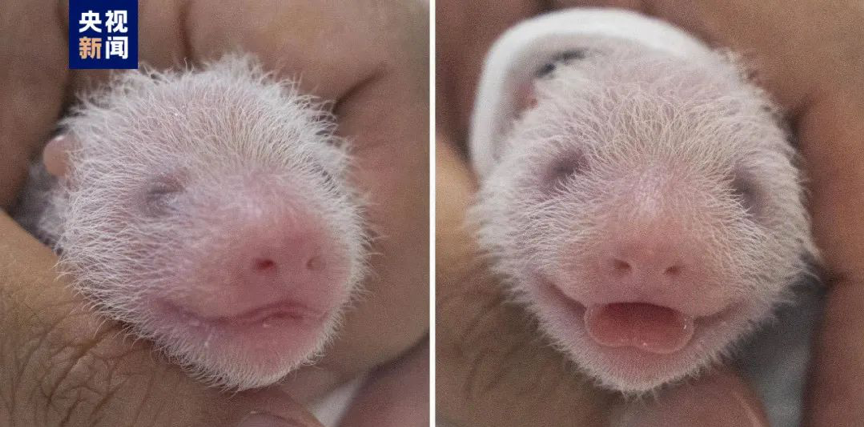 A close-up of the newly born giant panda cubs in the theme park Everland in Yongin, South Korea, July 7, 2023. /Everland via CCTVNEWS