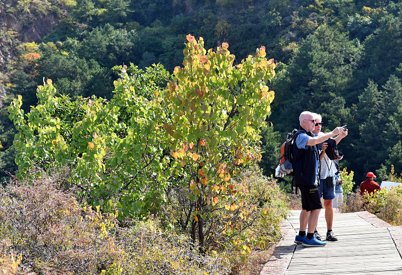 Visitors take photos at the Jinshanling section of the Great Wall in Luanping County, Hebei Province, October 10, 2023. /CFP