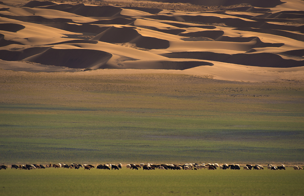 Gobi desert in Mongolia. /CFP