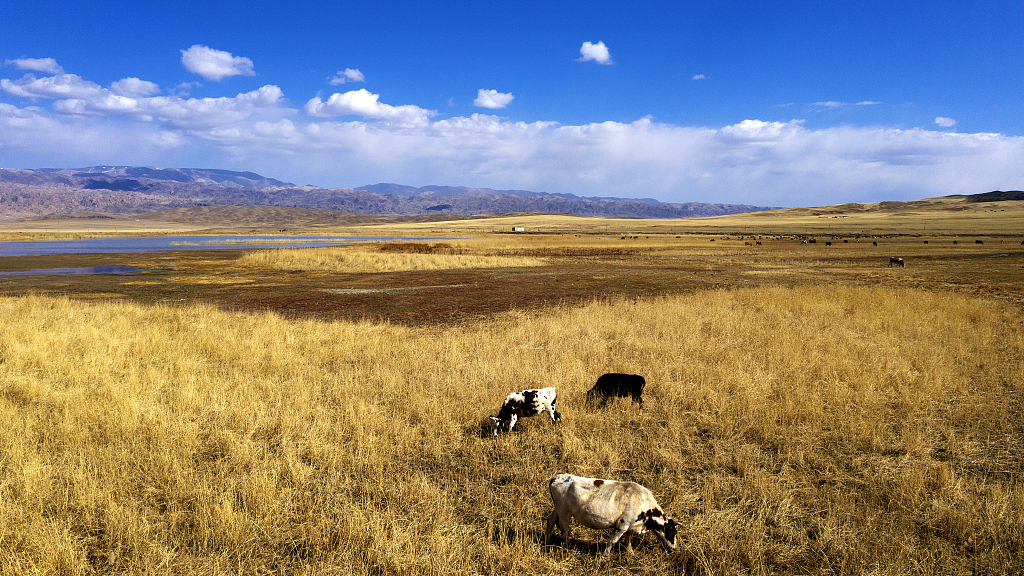 Live: Unveiling the golden autumn charm in Xinjiang