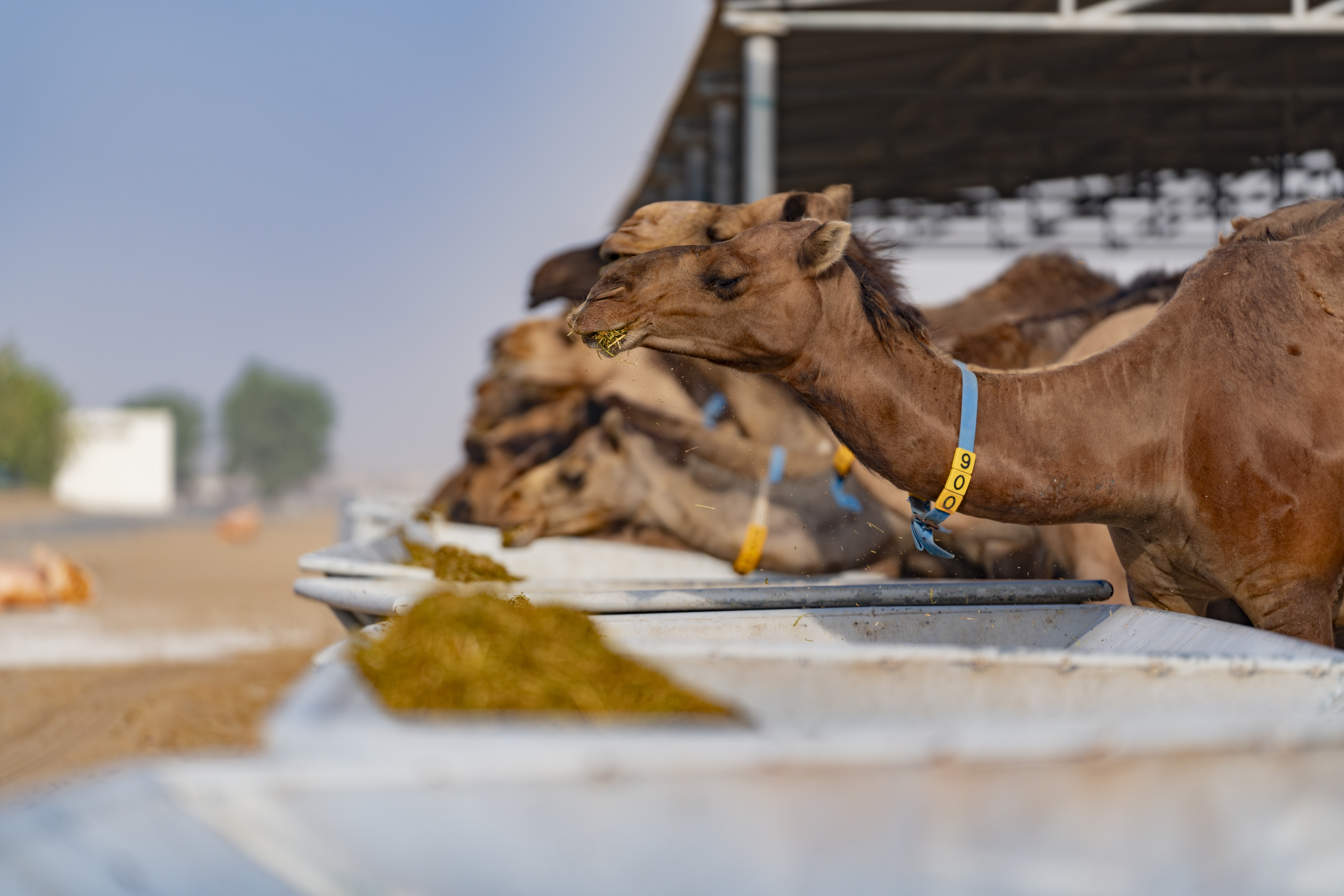 A photo taken on September 4, 2023 shows camels at the Royal Camel Farm on the outskirts of Dubai in the United Arab Emirates. /CGTN 