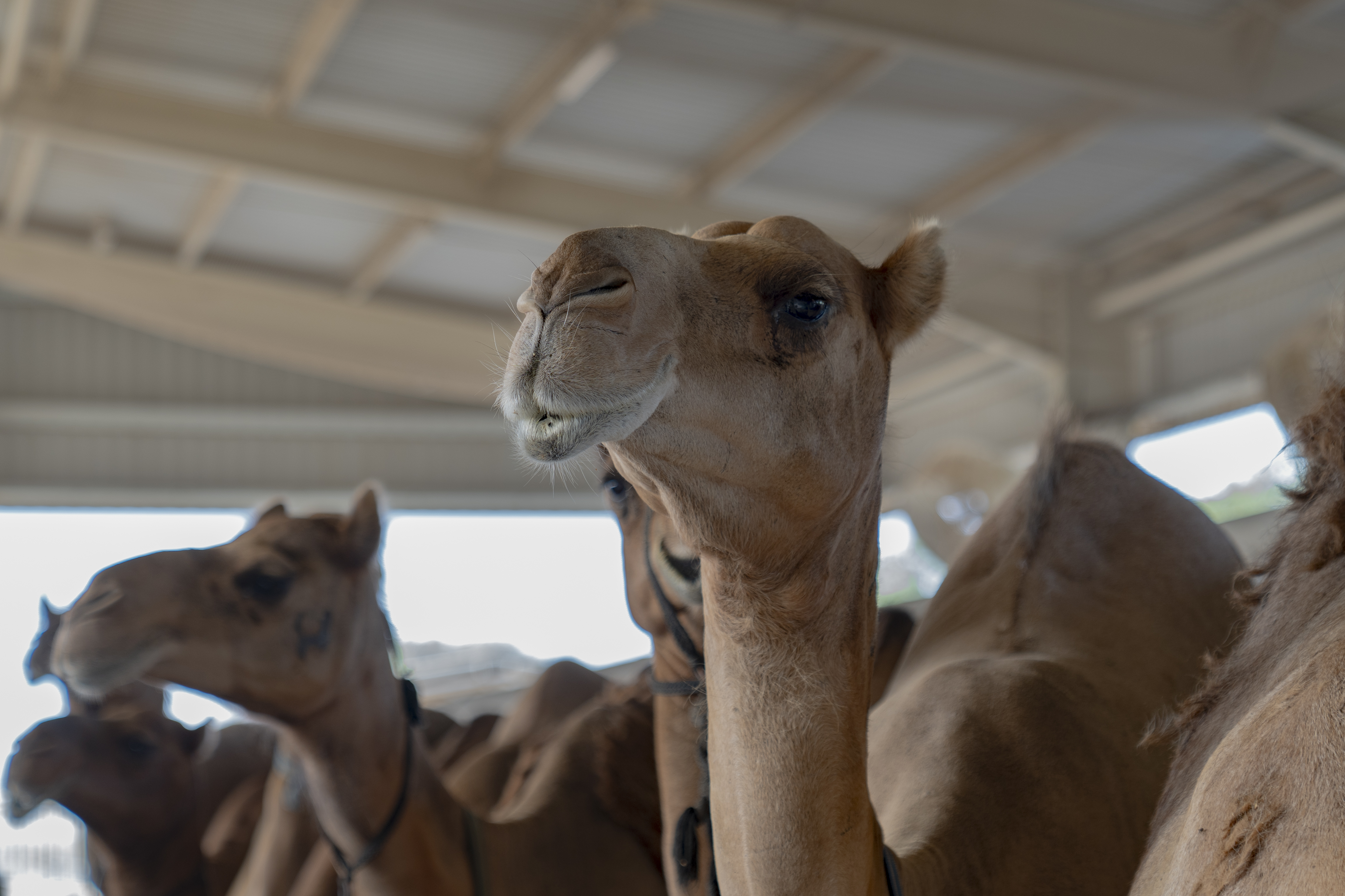 A photo taken on September 4, 2023 shows camels at the Royal Camel Farm on the outskirts of Dubai in the United Arab Emirates. /CGTN 
